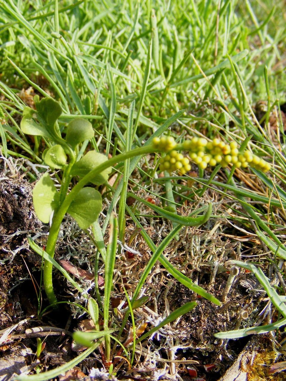 Echte Mondraute 14