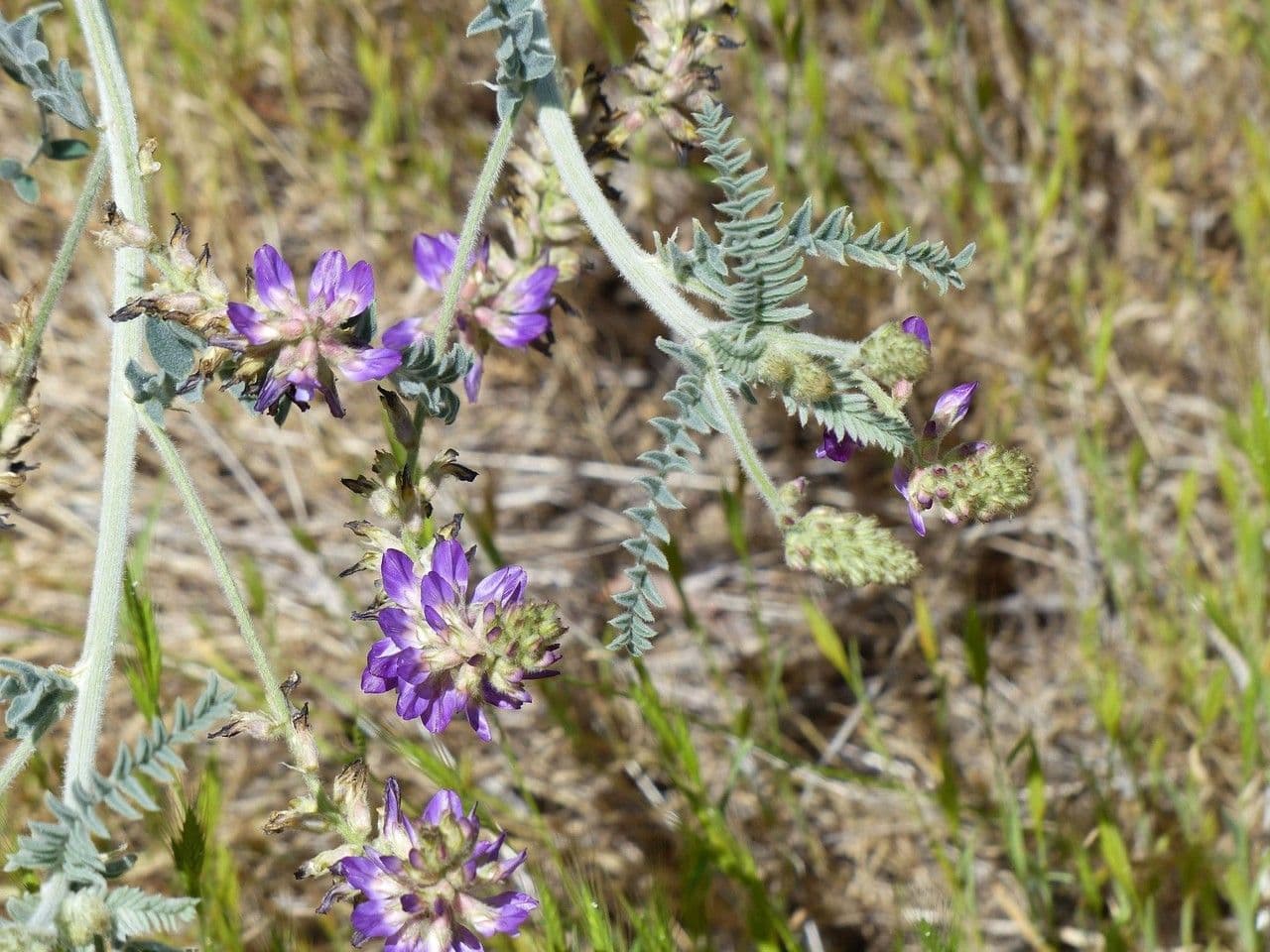 Traganek Brauntona 4