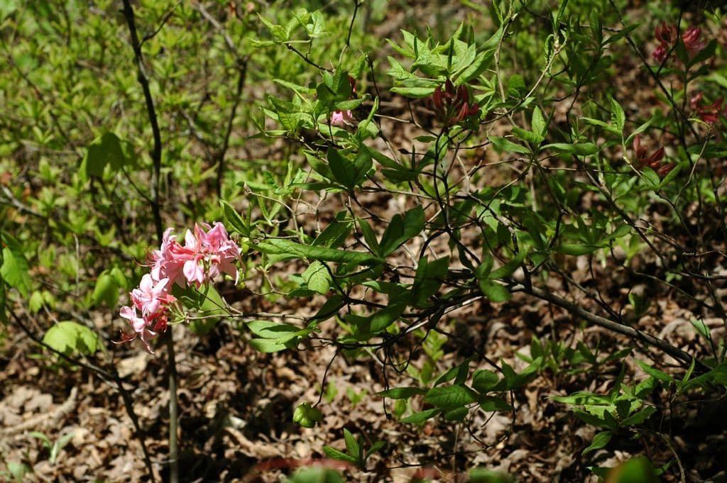 Azalea precoce 9