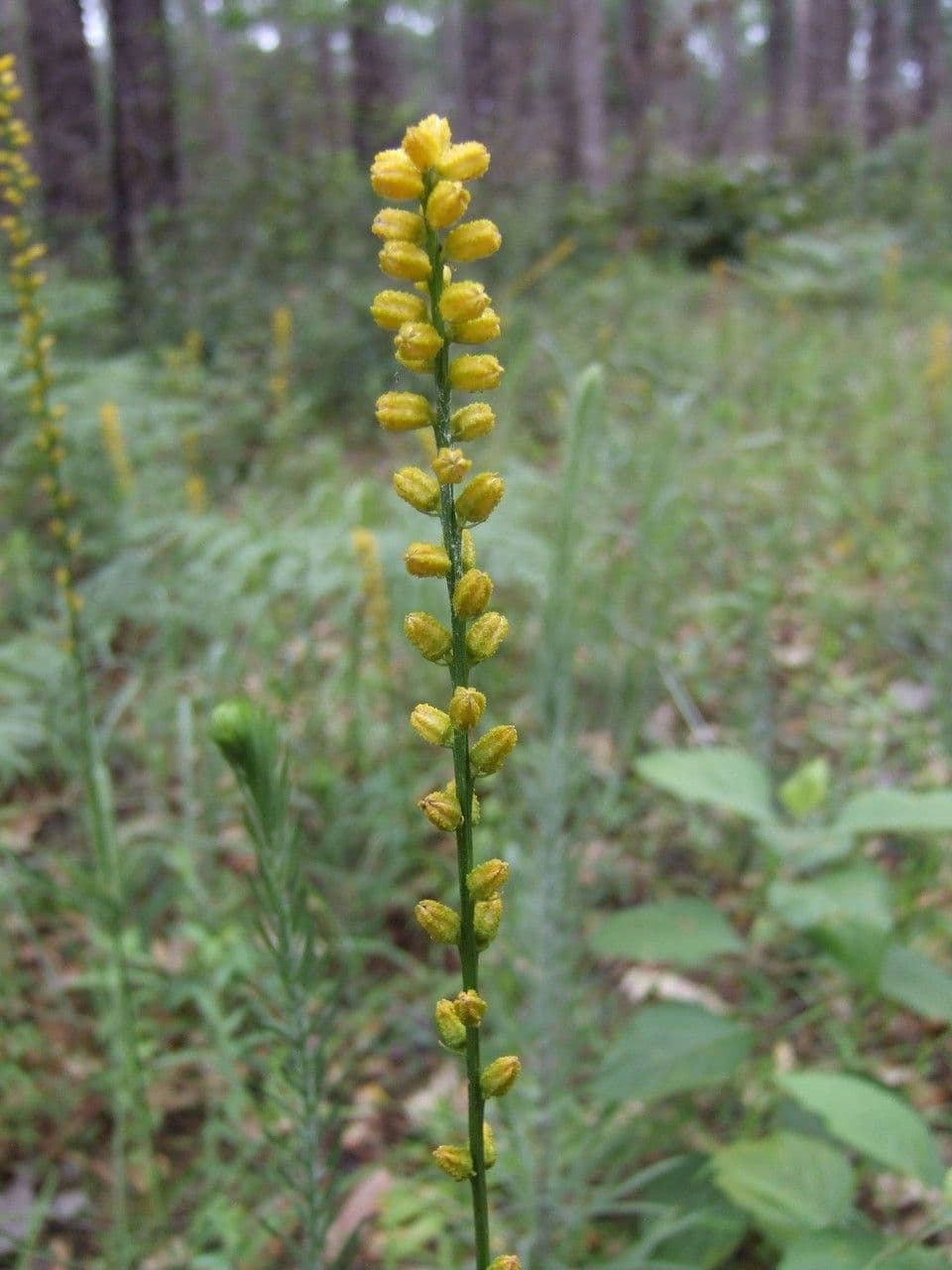 Aletris aurea