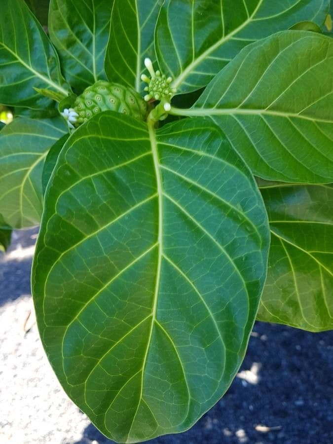 Indische Maulbeere 20