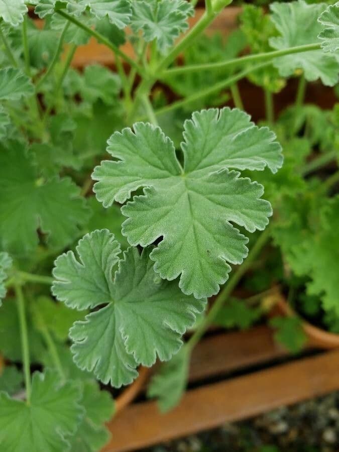 Geranium 11