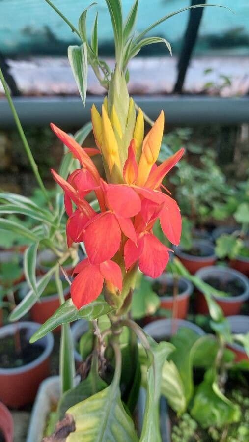 Aphelandra aurantiaca 5