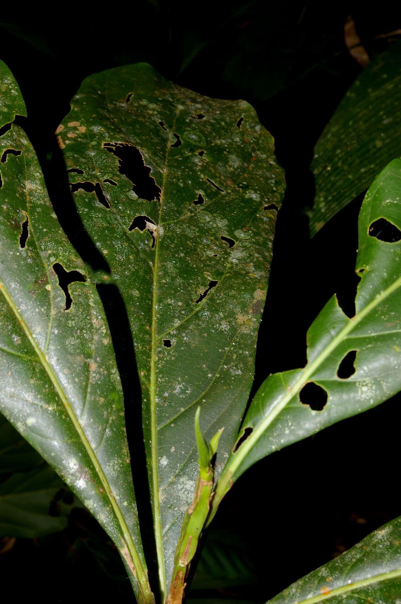 Ocotea pentagonale 2