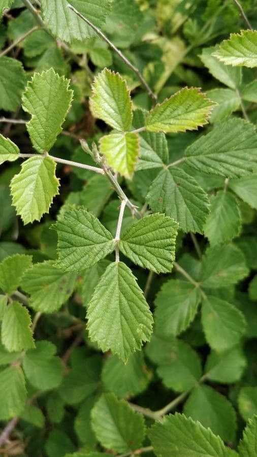 Rubus apetalus 9