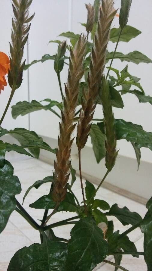 Crossandra