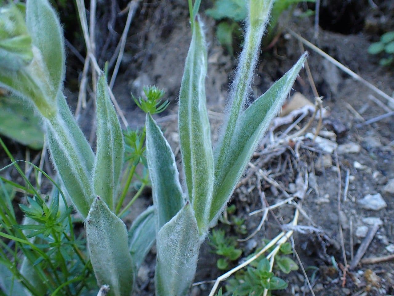 Silene 16