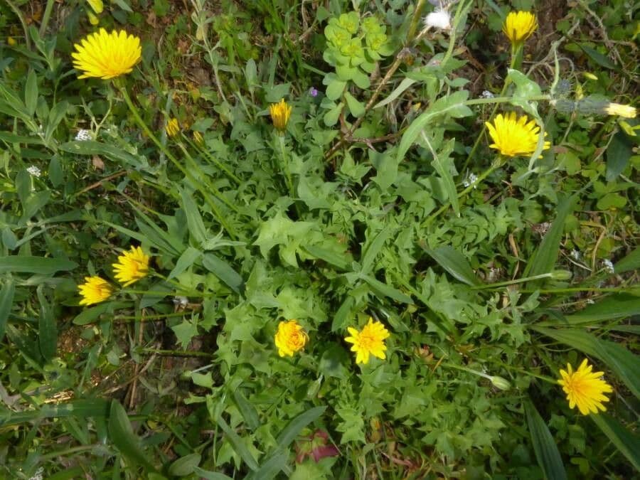 Hyoseris radiata 22