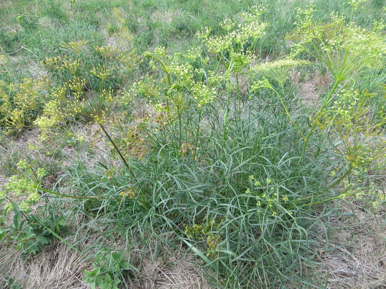 Peucedano 11