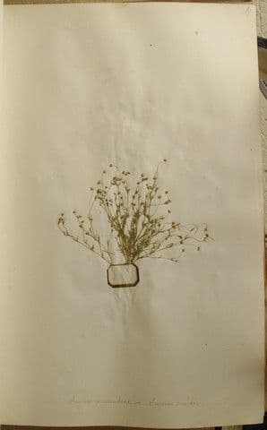 Sagina sdraiata 25