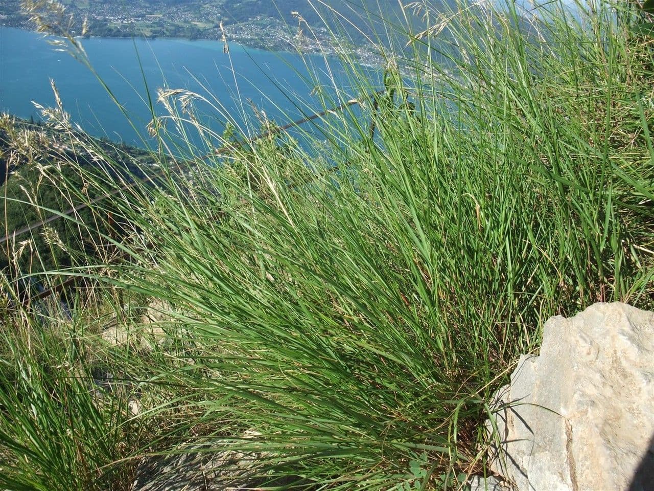 Trzcinnik pstry 15
