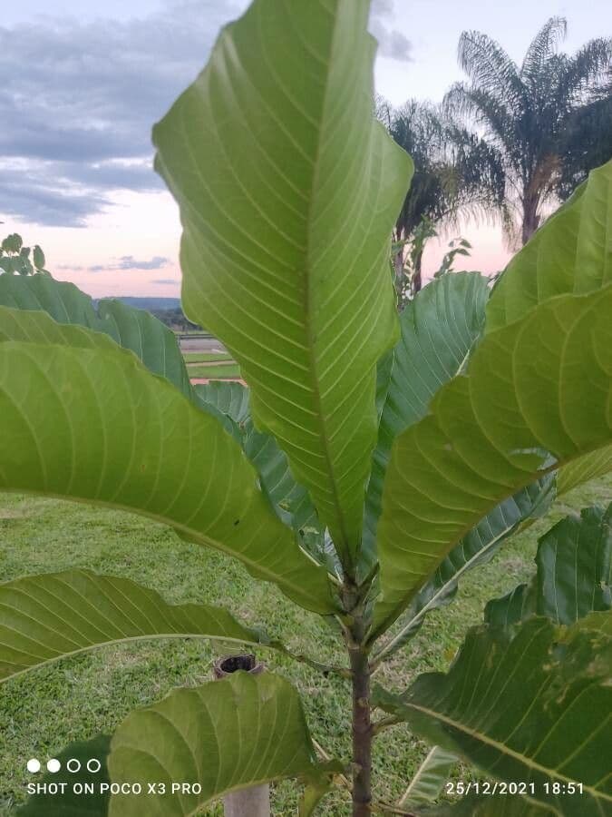 Genipapo-Baum 17