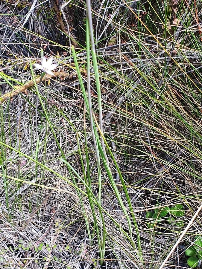 Hesperantha 9