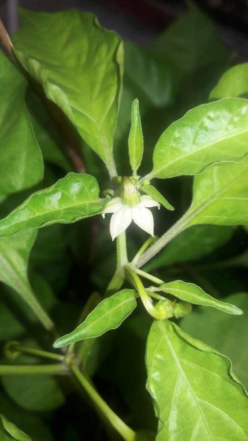 Peperoncino cinese 7