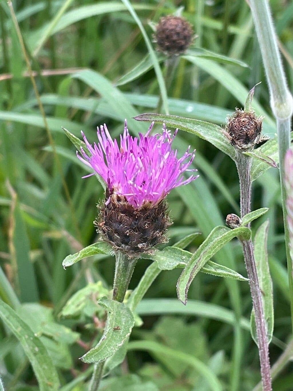Chrpa černá 14