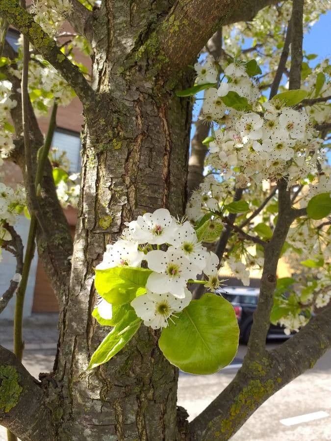 Pero di Callery 6