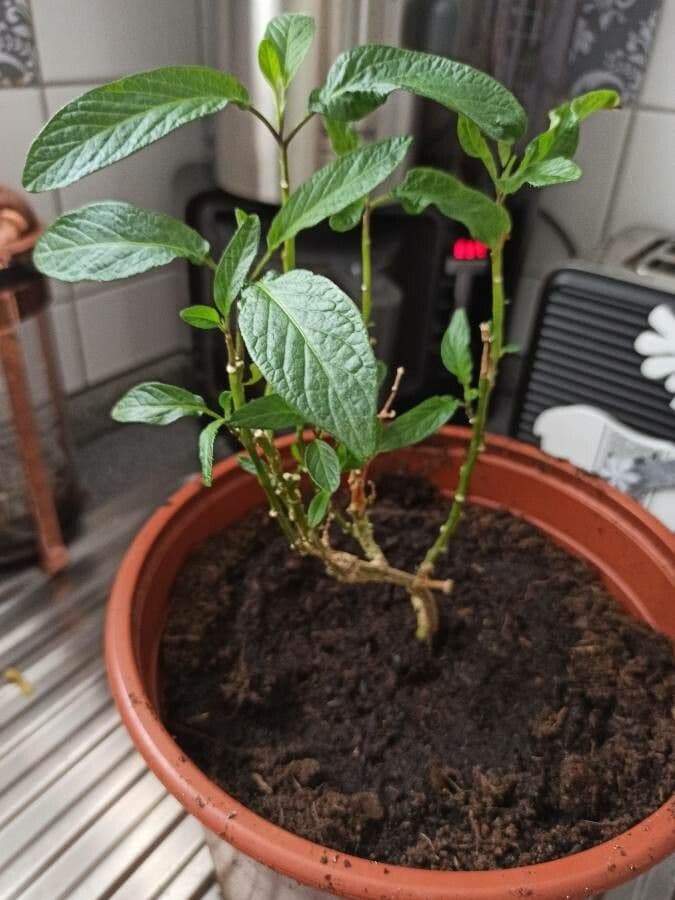 Pepino 13