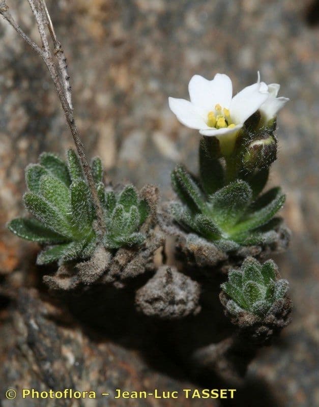 Draba douteuse 12