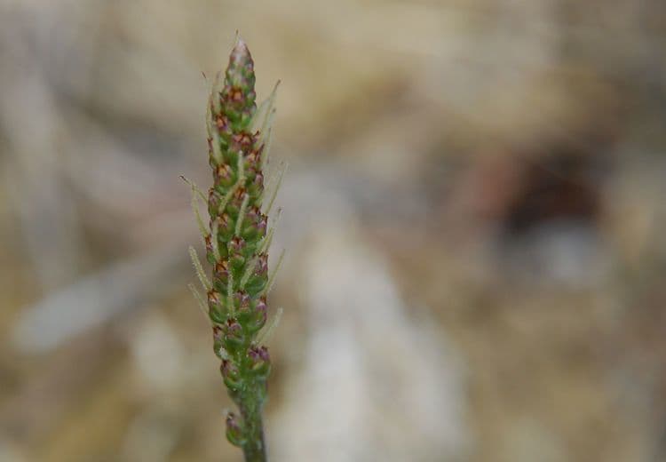 Piantaggine lanugginosa