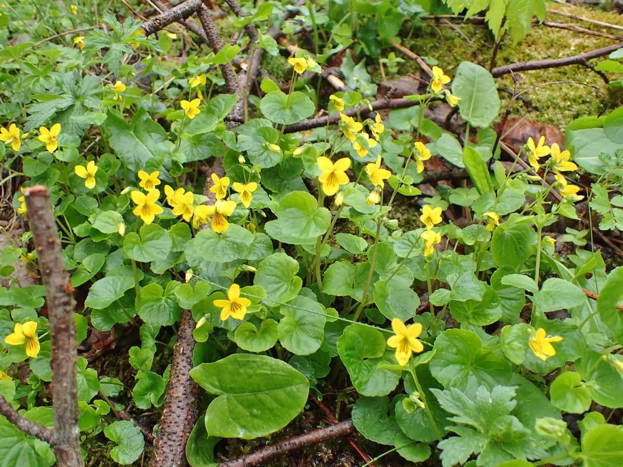 Viola biflora 12