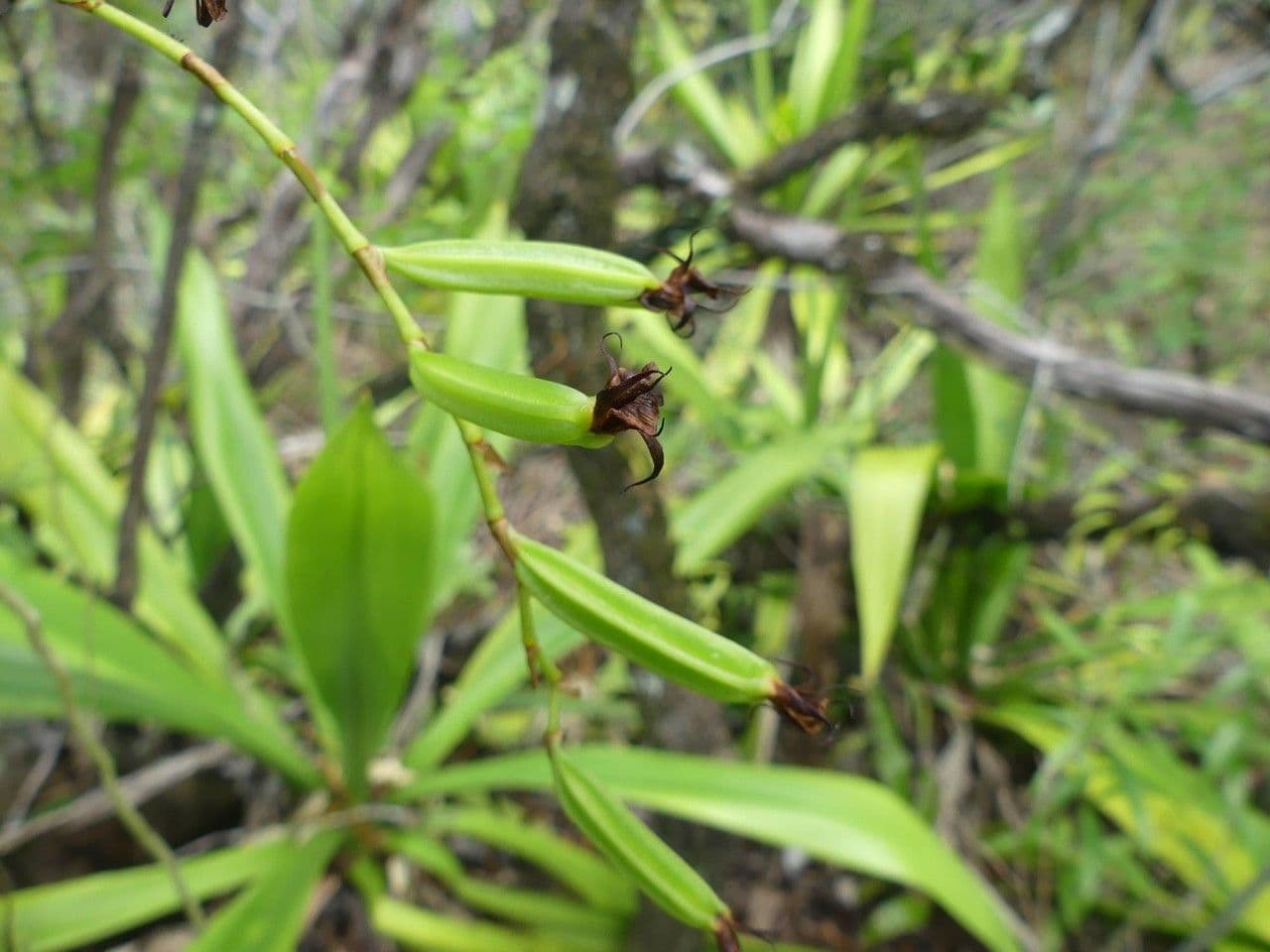Oeoniella