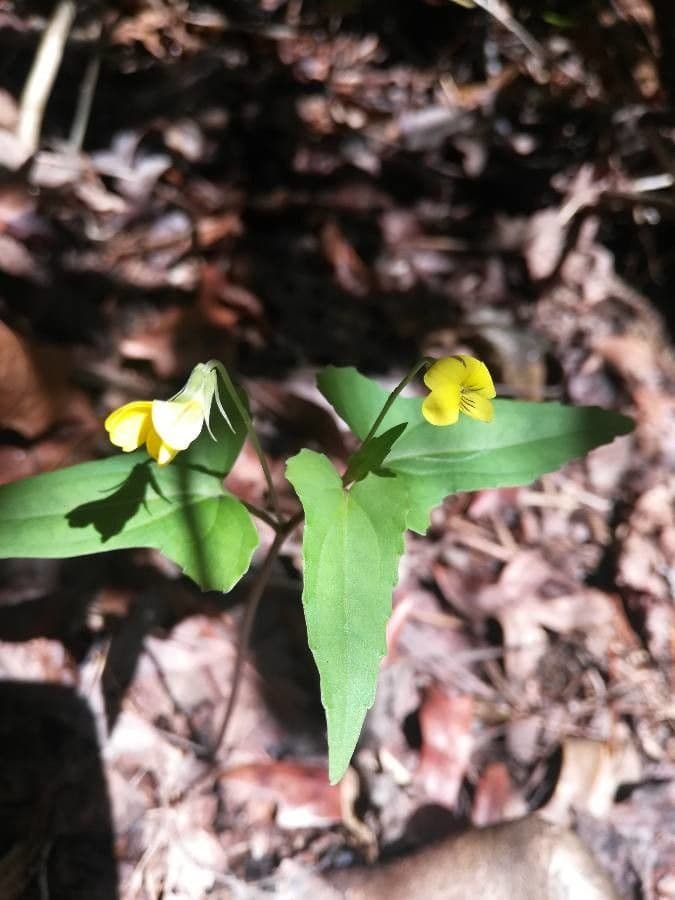 Viola hastata 3