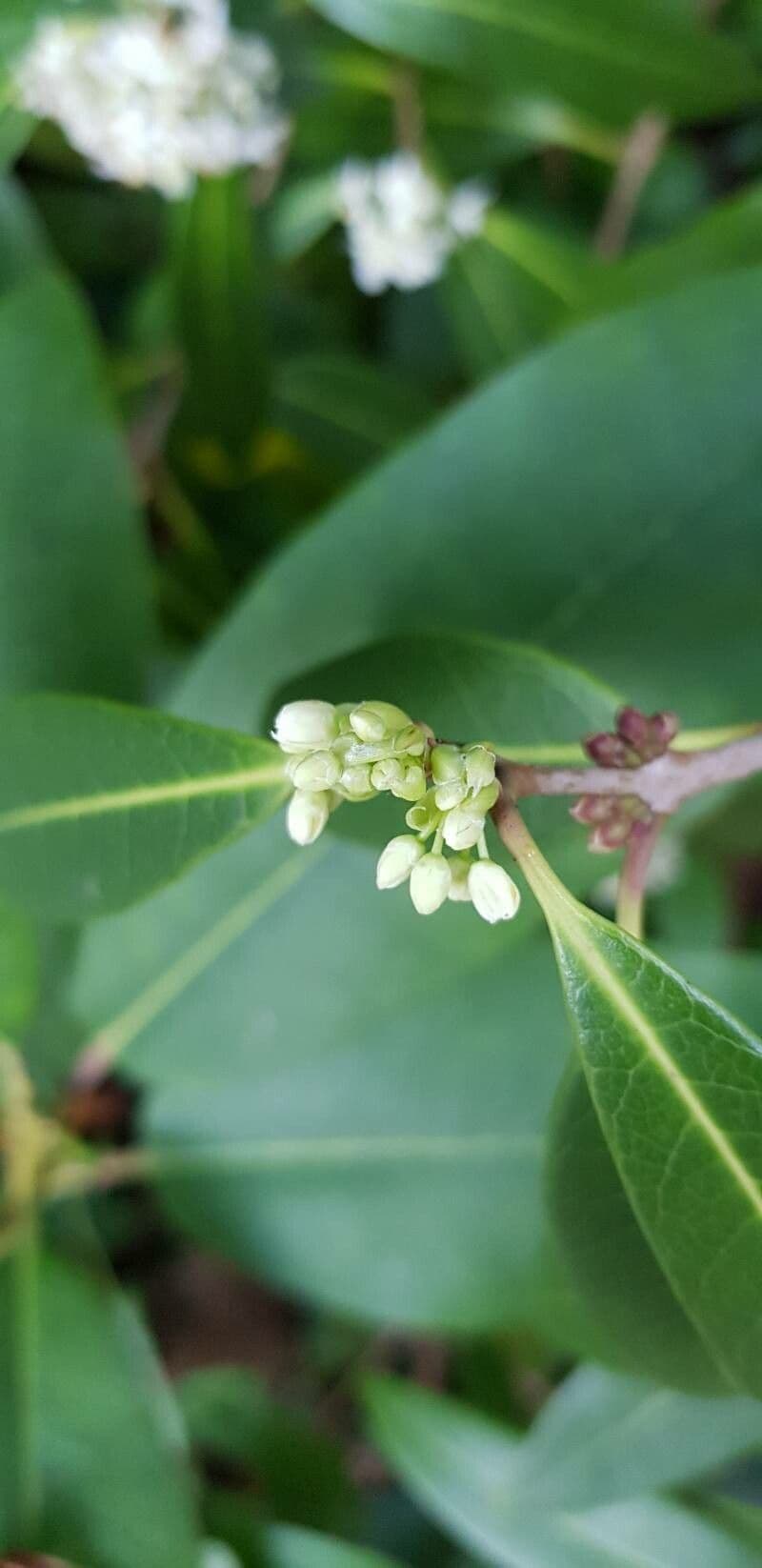 Duftblüte 13