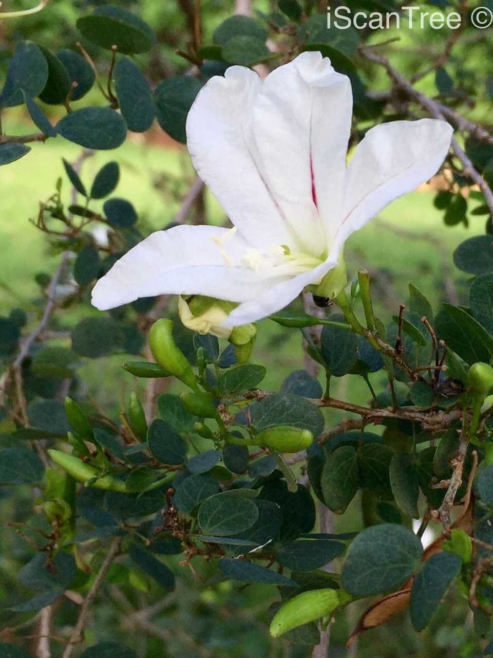 Bauhinia 8