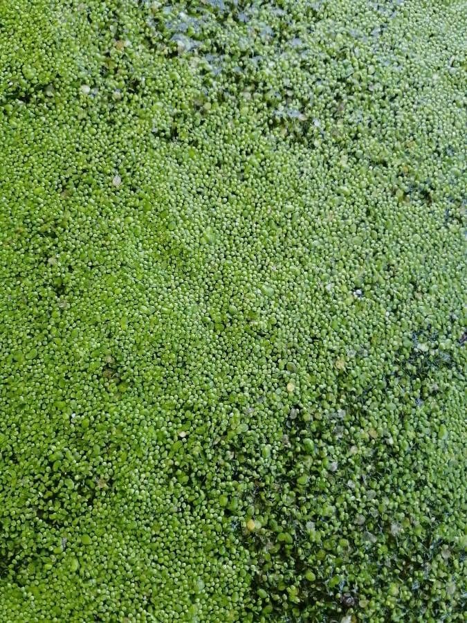 Zwerg-Wasserlinse 18