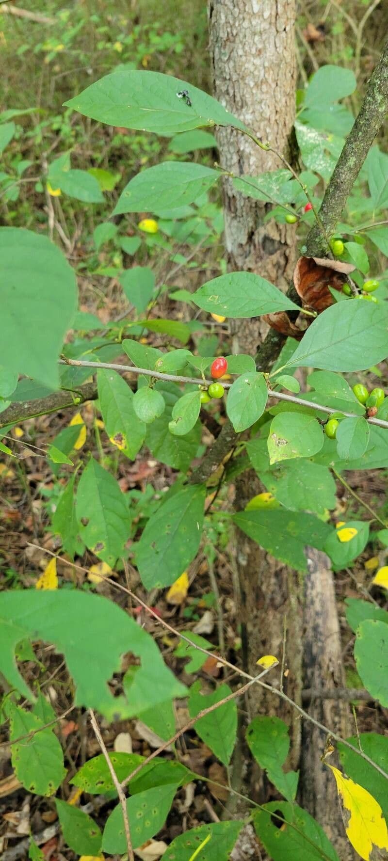 Lindera benzoin 4