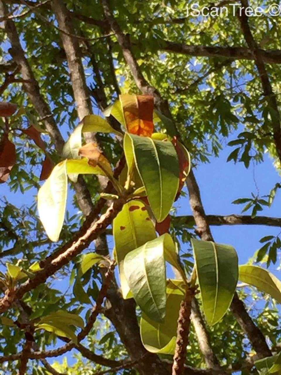 Breonadia 14