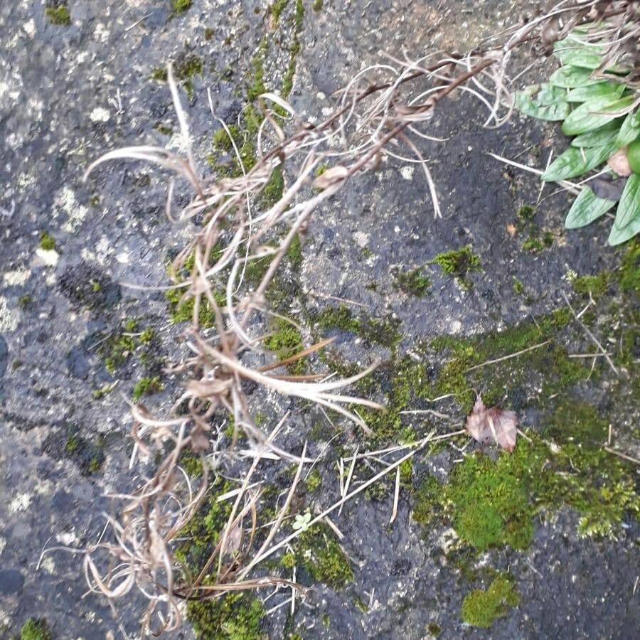 Garofanino quadrangolare 3