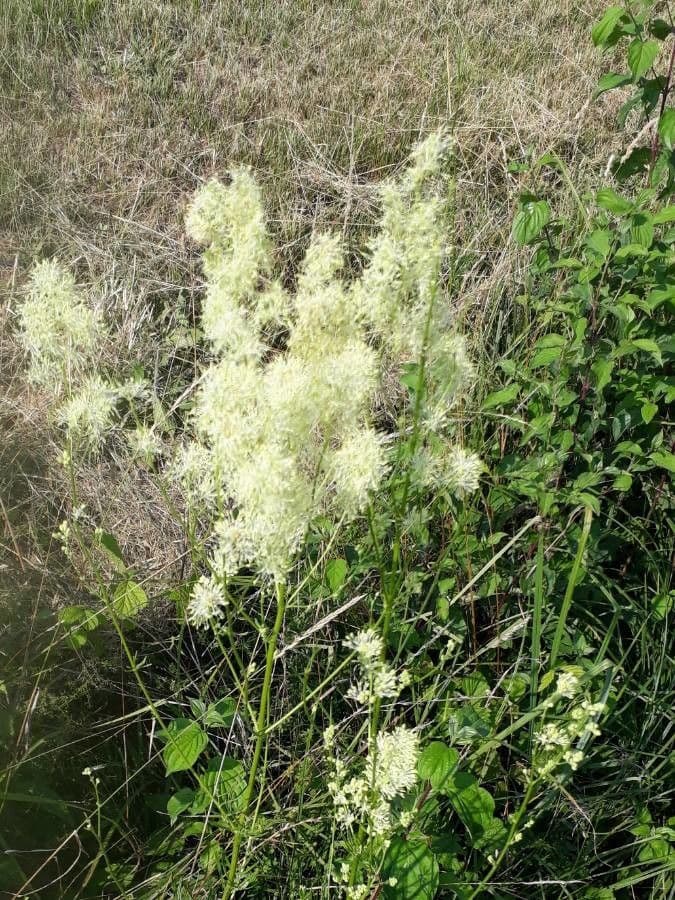 Thalictrum lucidum 6