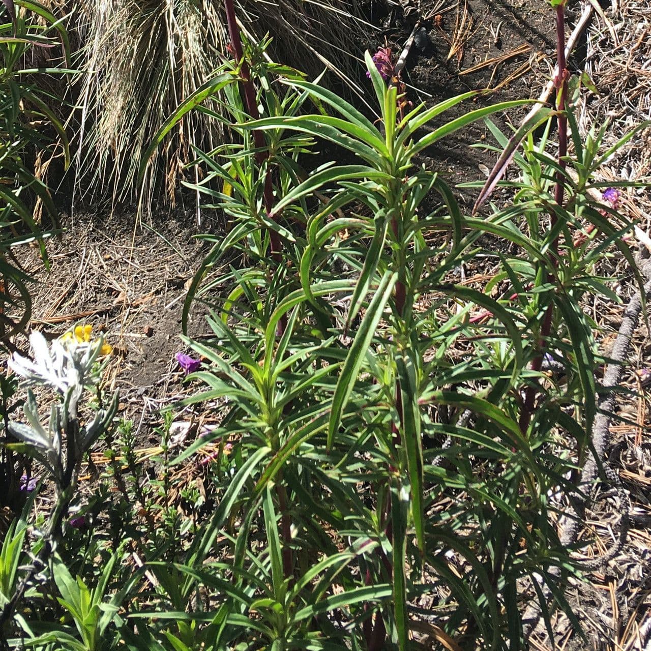 Penstemon 8