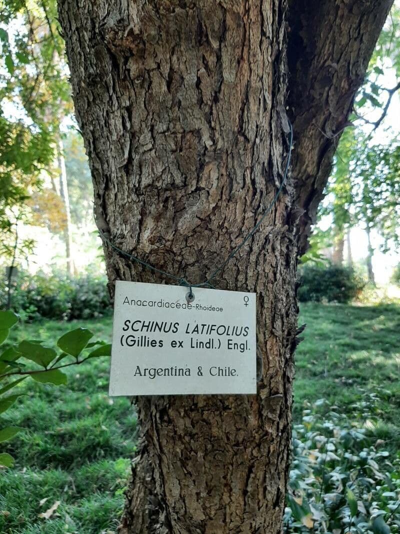 Schinus 9