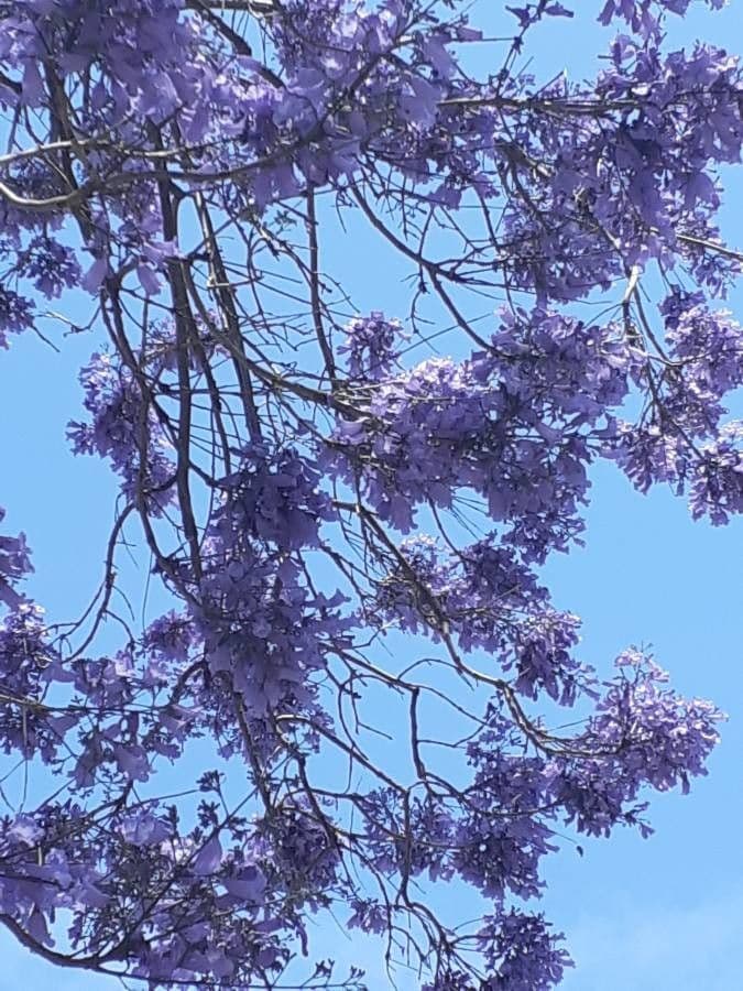 Jacaranda caucana 6