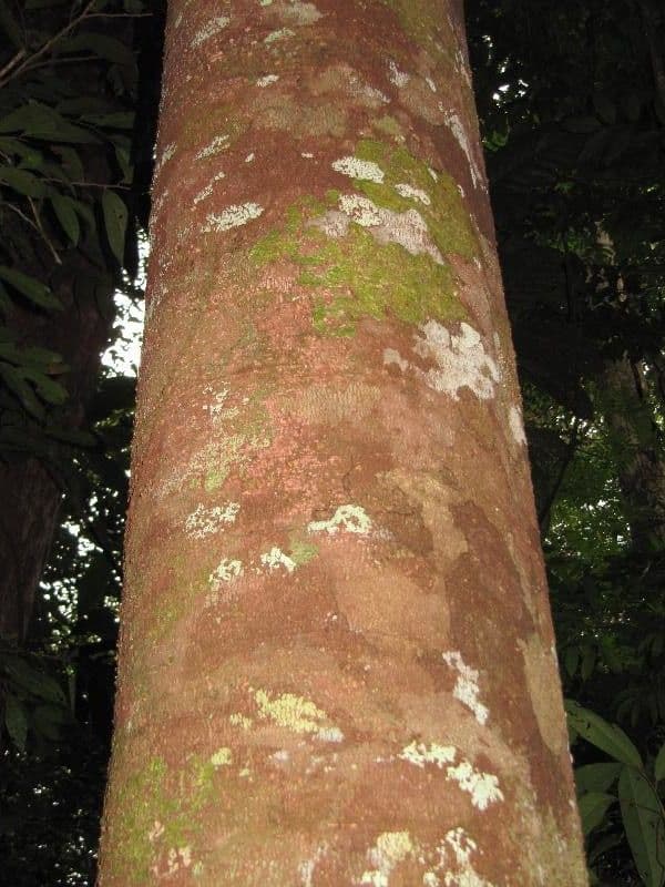 Tapirira 9