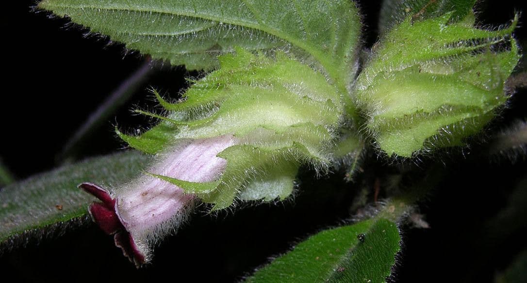 Drymonia pelosa 5
