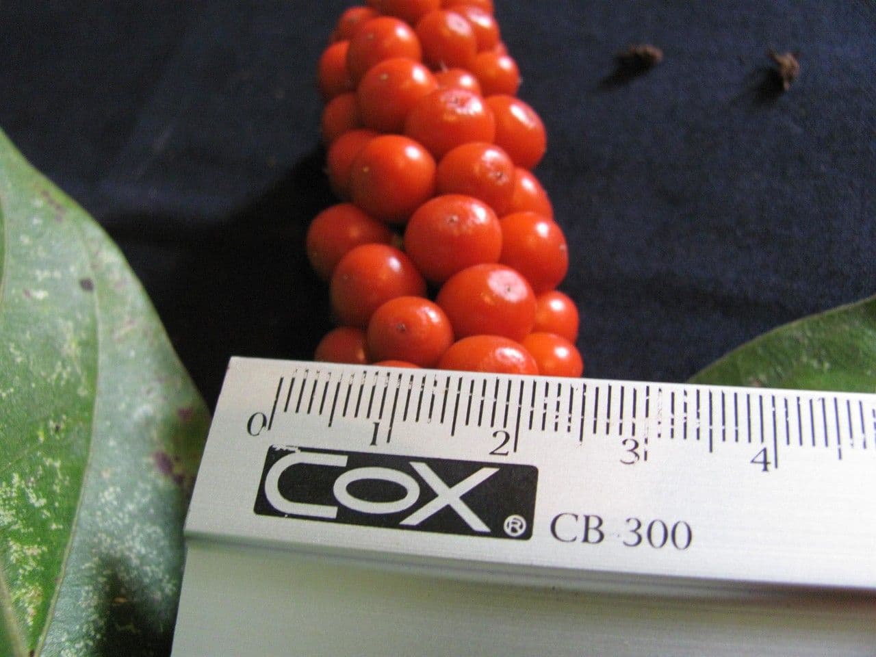Citharexylum 10
