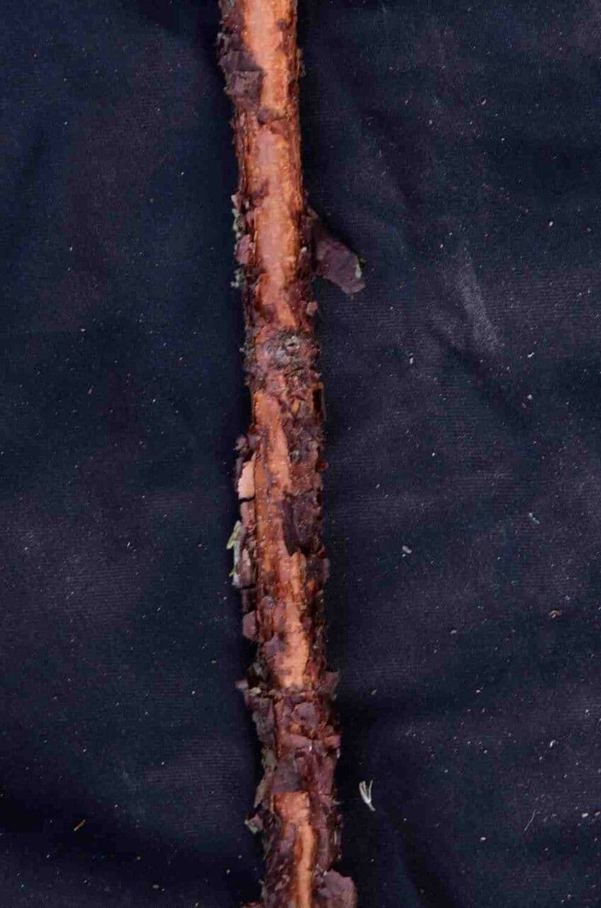 Xylopia brazylijska 12