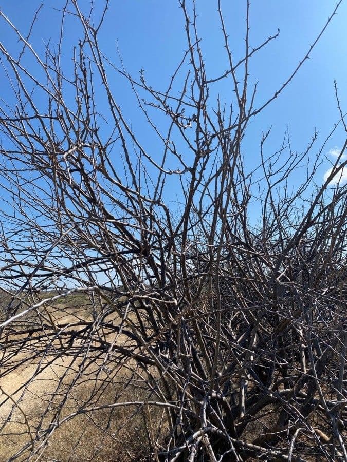 Sesamothamnus 26