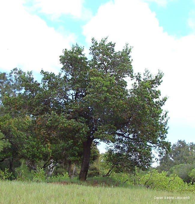 Lumnitzera 14