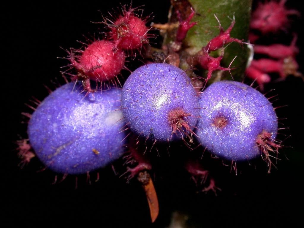 Miconia 3