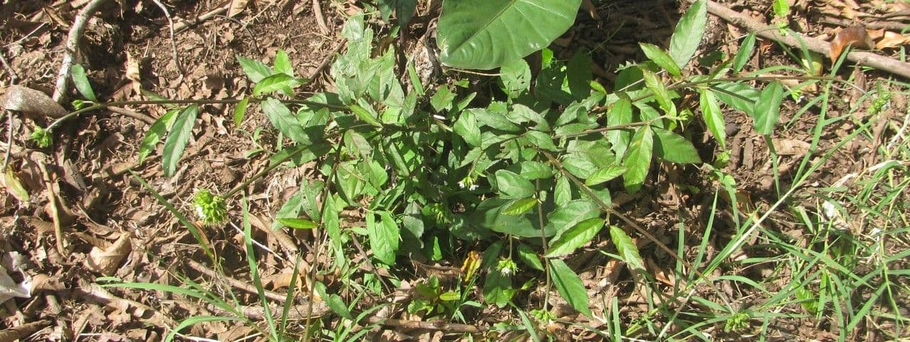 Pavonia arbustiva 7