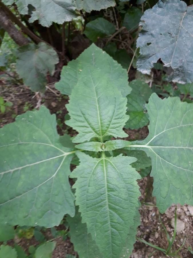 Sigesbeckia orientalis 15