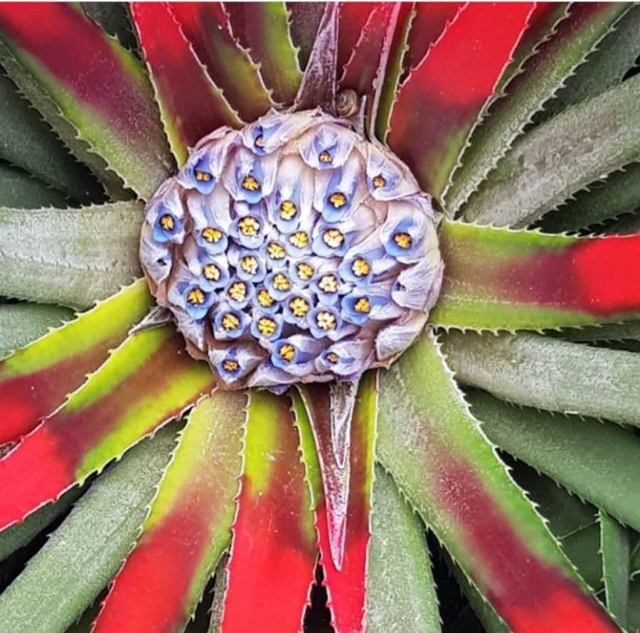 Fascicularia 10