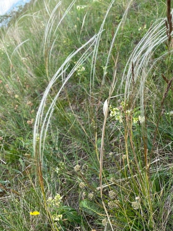 Estipa 27