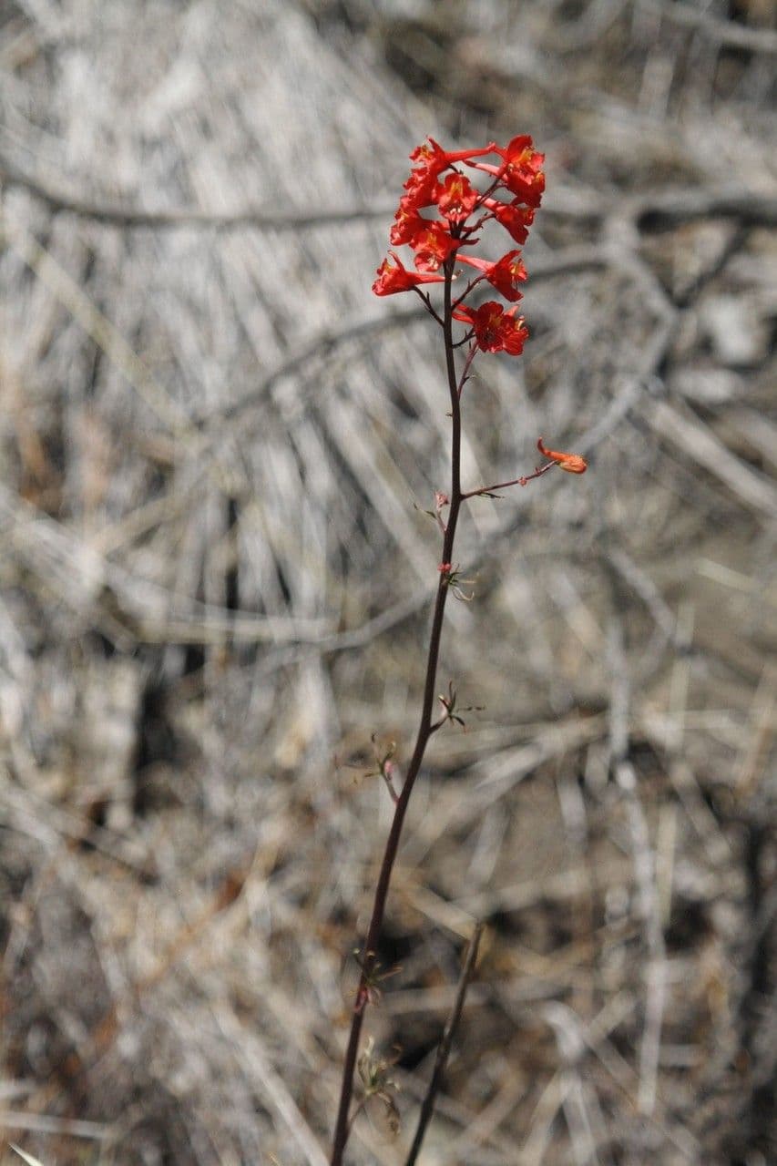 Delphinium cardinale 5