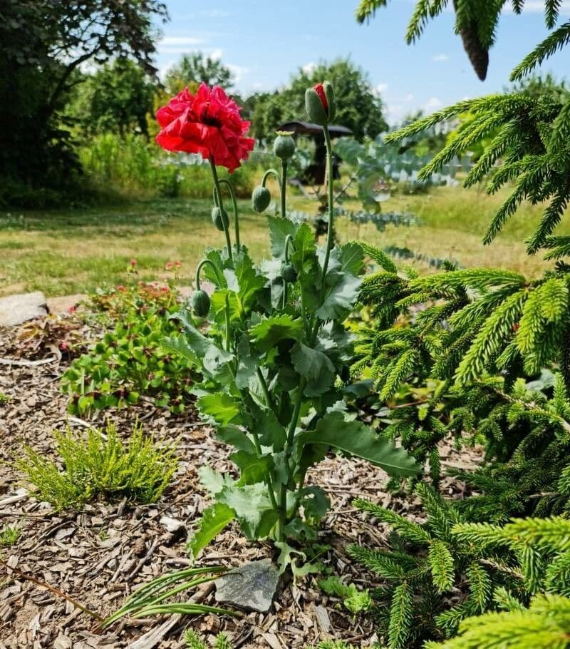 Schlafmohn 14