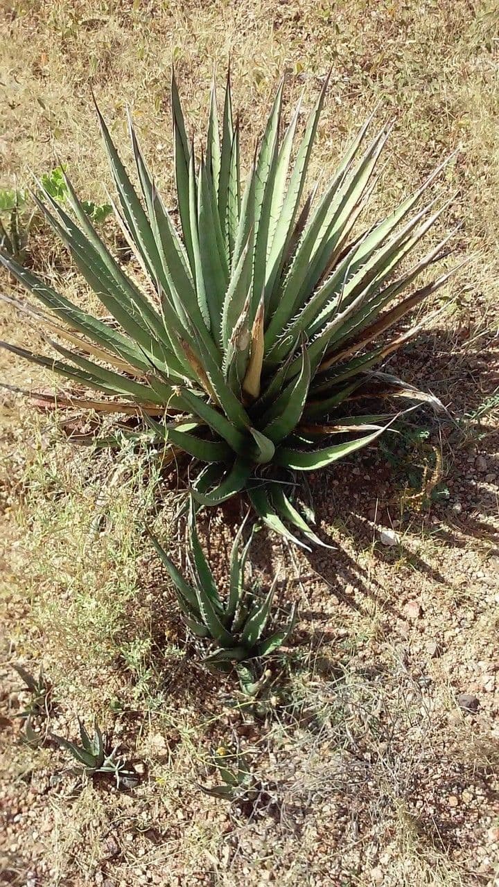 Agave lechuguilla 11